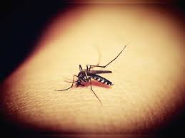 About press copyright contact us creators advertise developers terms privacy policy & safety how youtube works test new features press copyright contact us creators. Dengue How To Identify The Aedes Aegypti Mosquito Times Of India