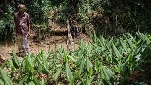 January 2016, northern province, sri lanka: Homegarden Systems Of Indonesia Sri Lanka And Vietnam Our World