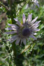 Image result for Berkheya