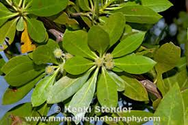 Image result for Conocarpus erectus