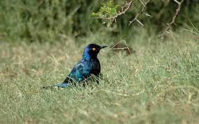 Image result for Nicolasia nitens