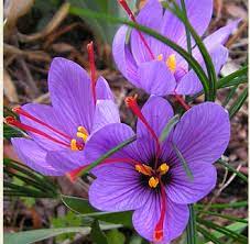 Saffron Classification