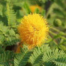 Image result for Acacia