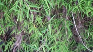 Potensi alelopati ekstrak serasah daun mangga (mangifera indica (l.)) terhadap pertumbuhan gulma rumput grinting (cynodon dactylon (l.)) press. Rumput Stock Video Footage 4k And Hd Video Clips Shutterstock