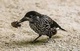 Maybe you would like to learn more about one of these? Animal World Bird Nutcracker Food Eat Seeds Bill Hunger Plumage Spotty Pine Cones Pikist