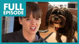 The Jack Russell Terrier that ATE family pet