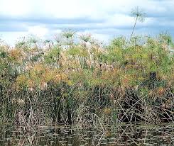 Image result for Cyperus dives