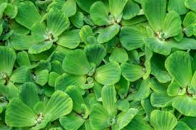 Maybe you would like to learn more about one of these? Selain Cantik 5 Tanaman Ini Jago Membersihkan Kolam Ikan Di Rumah