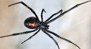 Slideshow What You Should Know About Spider Bites Spider Bites Black Widow Spider Spider