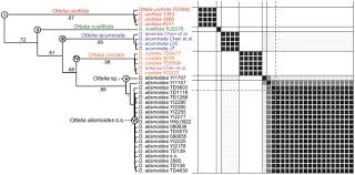 Image result for Ottelia cylindrica
