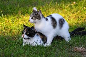 Disi Kedi Kizginlik Donemi Davranislari Ve Doguma Hazirlik Wikiloji