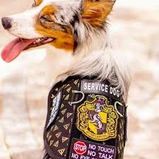 Pin By Vinicius On Doggo Corner In 2020 Psychiatric Service Dog Service Dog Vests Service Dogs Gear