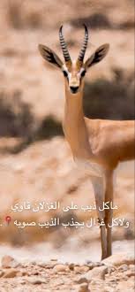 Pin By روز لافندر On صور غزلان Love Quotes Wallpaper Quran Quotes Love Wallpaper Quotes