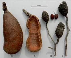 Image result for Hymenaea courbaril