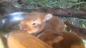 Check out our red rabbit selection for the very best in unique or custom, handmade pieces from our shops. New Zealand Red Baby Bunnies They Don T Get Any Cuter Youtube