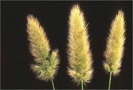 Image result for Polypogon monspeliensis