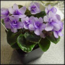 Check spelling or type a new query. Running Out Of Room For Houseplants Try Miniature African Violets Dave S Garden