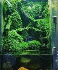 Beautiful Paludarium Aquascape Nature Aquarium Aquarium