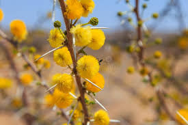 Image result for Acacia nebrownii