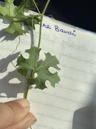 Image result for Momordica pterocarpa