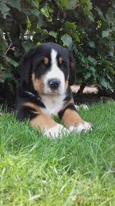 De pups zijn voorzien van een stamboom, ingeënt, ontwormd en hebben een dierenpaspoort. Grote Zwitserse Sennenpups Te Koop Grote Zwitserse Sennenhond Pups Honden Grot Puppies