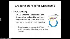 That's how arctic apples were eng. Transgenic Organisms Youtube