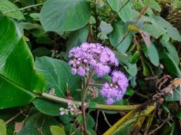 Image result for Bartlettina