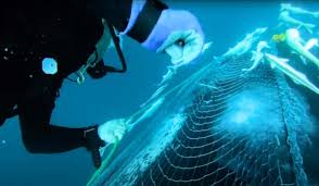 Baby Whale Gets Attention of Divers So They Can Save Its Mother (Trapped In  Half a Ton of Net) - Animals Around The Globe