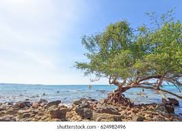 Image result for Pemphis