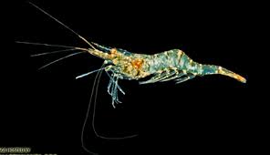 Image result for Paralepistemon shirensis