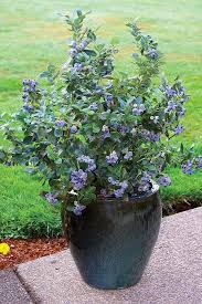 How To Grow Blueberry In Container Growing Blueberries In Pots