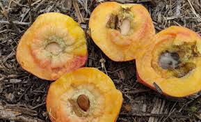 No paint is used, only clay. Isn T That Just The Split Pits The Orchard Stephenville