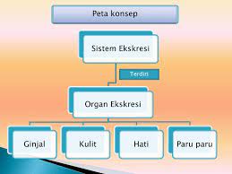 Learn new and interesting things. Ppt Sistem Ekskresi Pada Manusia Powerpoint Presentation Free Download Id 6203562