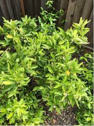 It's actually another big reason for your orange tree to not be producing fruit when you think it should. Why Is My Orange Tree Not Bearing Fruit Gardening Landscaping Stack Exchange