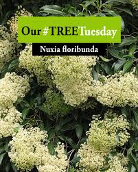 Image result for Nuxia floribunda