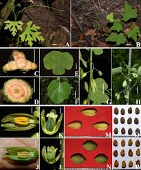 Image result for Adenia gummifera