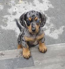 Black And Tan Chiweenie Long Hair Chocolate Dapple Doxie Google Search Chiweenie Puppies Daschund Puppies Dapple Dachshund
