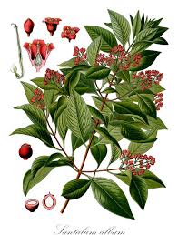 Image result for Santalaceae