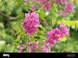 Image result for Margaretta rosea