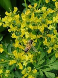 Image result for Ruta graveolens