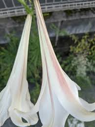 Image result for Lilium formosanum