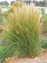 Maybe you would like to learn more about one of these? Maiden Grass Faller Landscape