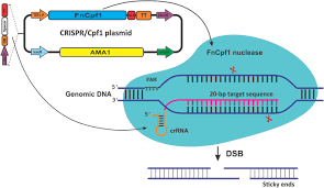 Nidulans (d) and in a. Development Of A Crispr Cpf1 System For Targeted Gene Disruption In Aspergillus Aculeatus Tbrc 277 Springerlink