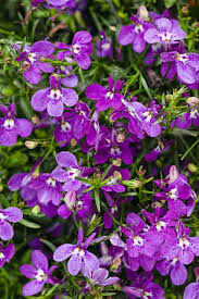 Image result for Lobelia fervens