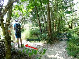 It is here to stay due to the relentless pursuits of individuals, organisations & societies championing for its continued existence. Kota Damansara Forest Reserve Hike Harmoni Trail To Tiga Puteri Peak The Perpetual Saturday