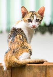 The best way to get a senior cat to gain weight is to provide it with plenty of food and water at all times. How To Fatten Up A Cat That Needs To Gain Weight