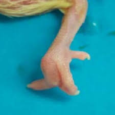 PDF) Experimental use of Interferon-γ in healthy falcons.