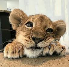 Tres Beau Regard D Un Jeune Lionceau Cute Baby Animals Cute Funny Animals Cute Little Animals