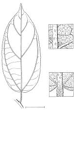 Image result for Glyphaea