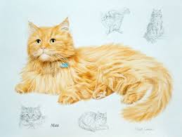 See more ideas about cat drawing, drawings, cat art. Max Long Haired Ginger Cat Colour Pencil Drawing With Vignettes Color Pencil Drawing Ginger Cats Cat Diy